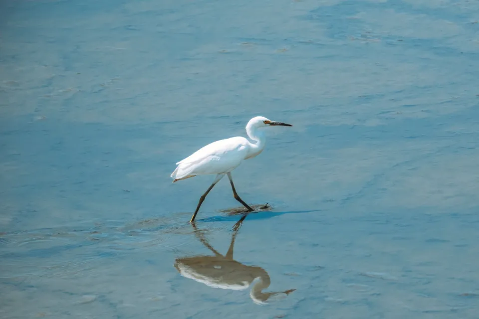 Snowy egret wading in still blue water