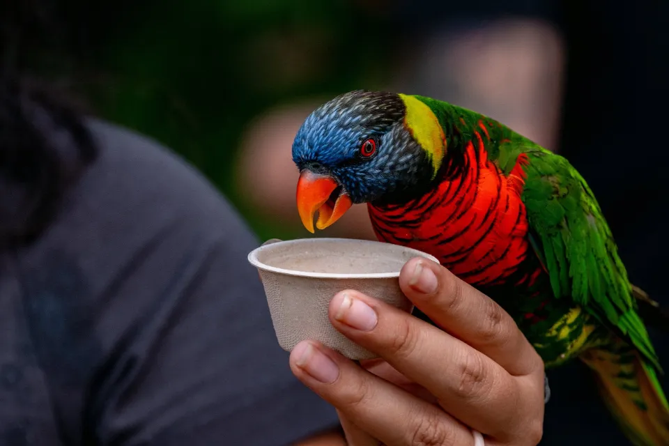 Rainbow lorikeet perched on a hand feeding from a cup