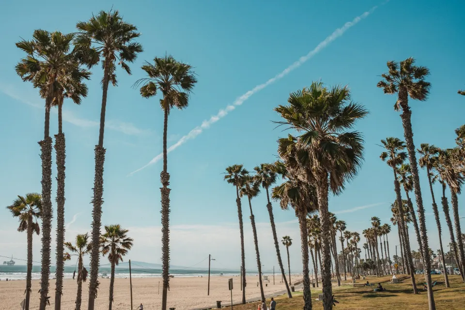 Rows of palm trees along a beach path
